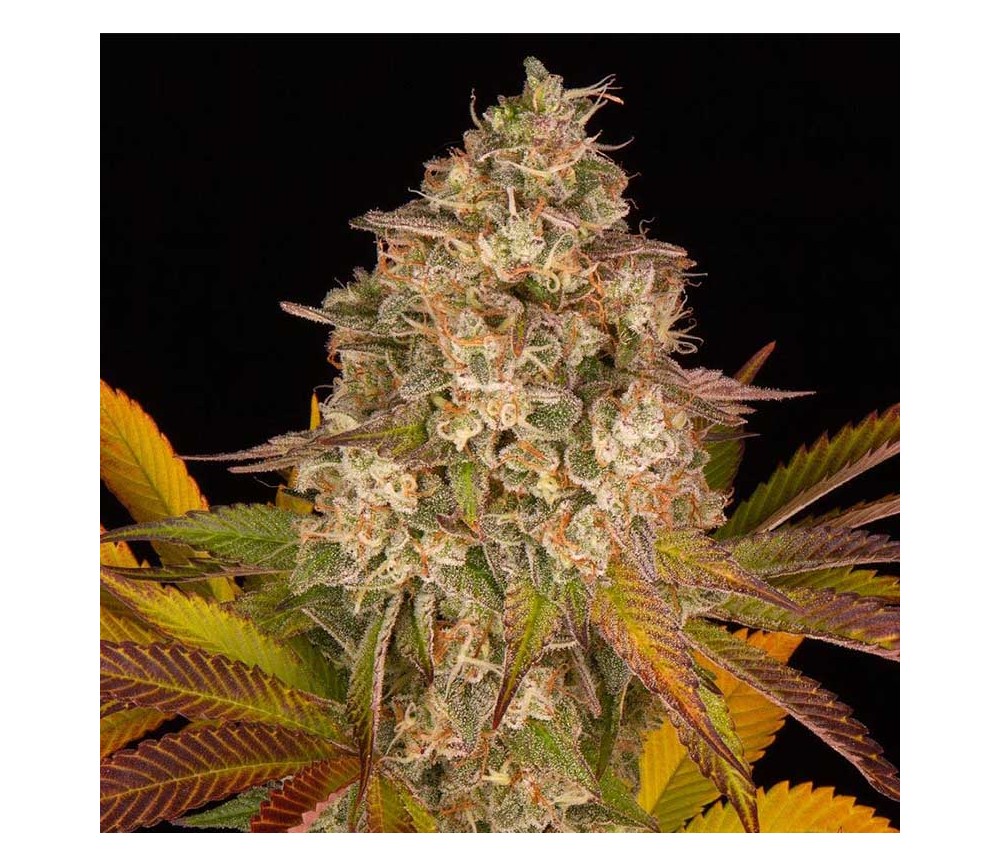 Cookies Kush Auto de Barney’s Farm