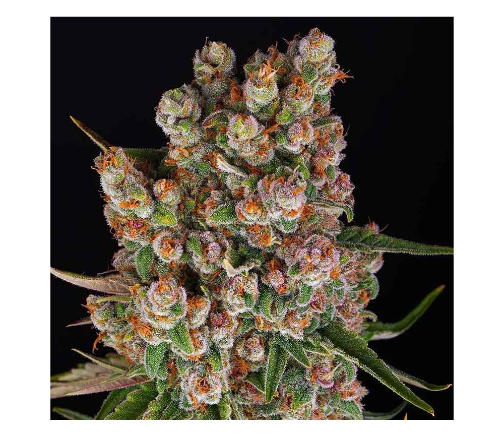 GMO Auto from Barney's Farm