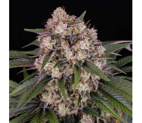 OG Kush de Barney's Farm