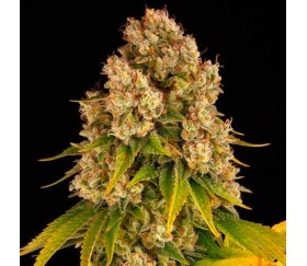 Cheese Auto de Barney’s Farm