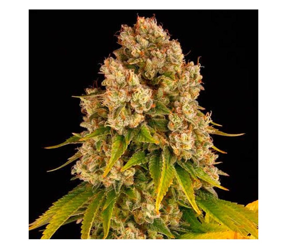 Cheese Auto de Barney’s Farm