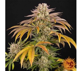 Pineapple Express de Barney’s Farm