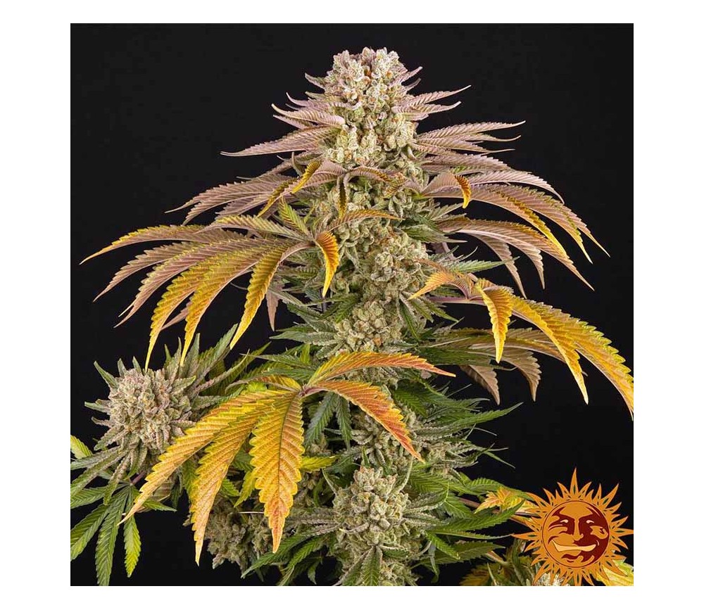 Pineapple Express de Barney’s Farm