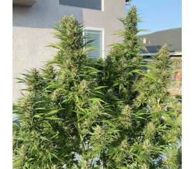 Auto AK de Serious Seeds