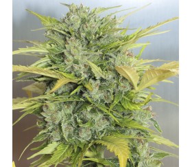 Auto AK de Serious Seeds