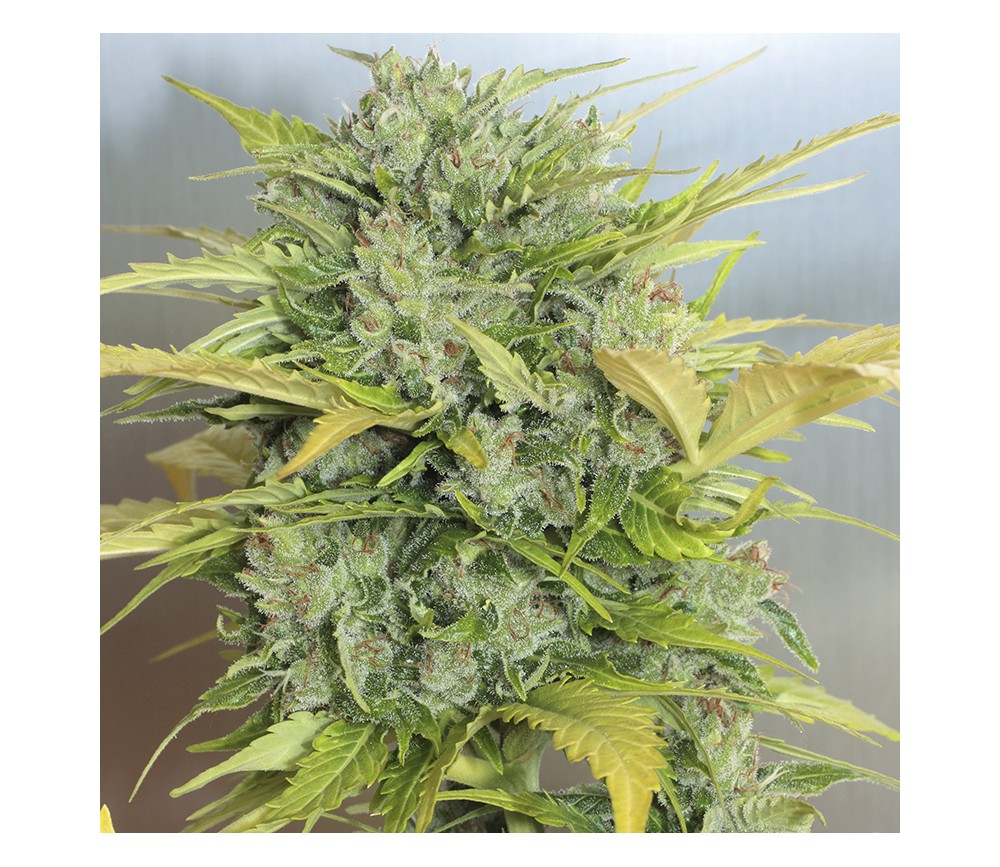 Auto AK de Serious Seeds