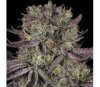 Seriotica de Serious Seeds