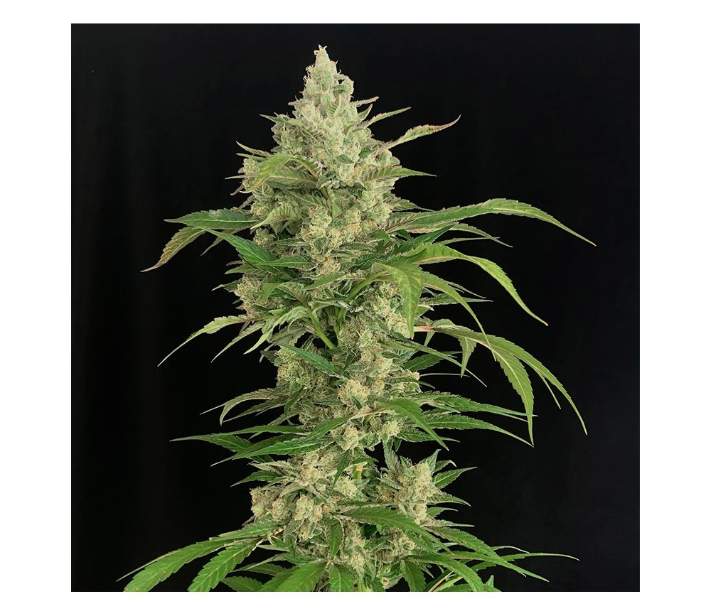 Seriosa de Serious Seeds