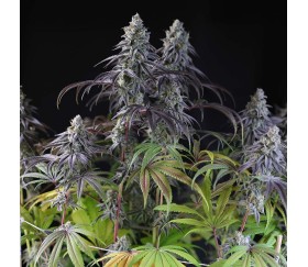 King’s Tart de Green House Seeds