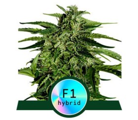 Apollo F1 Auto von Royal Queen Seeds