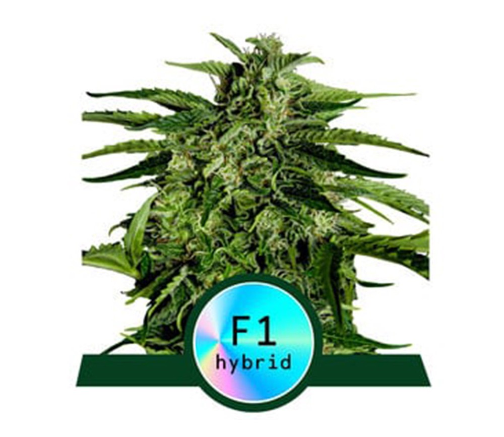 Apollo F1 Auto von Royal Queen Seeds