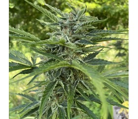Apollo F1 Auto by Royal Queen Seeds