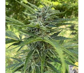 Apollo F1 Auto von Royal Queen Seeds