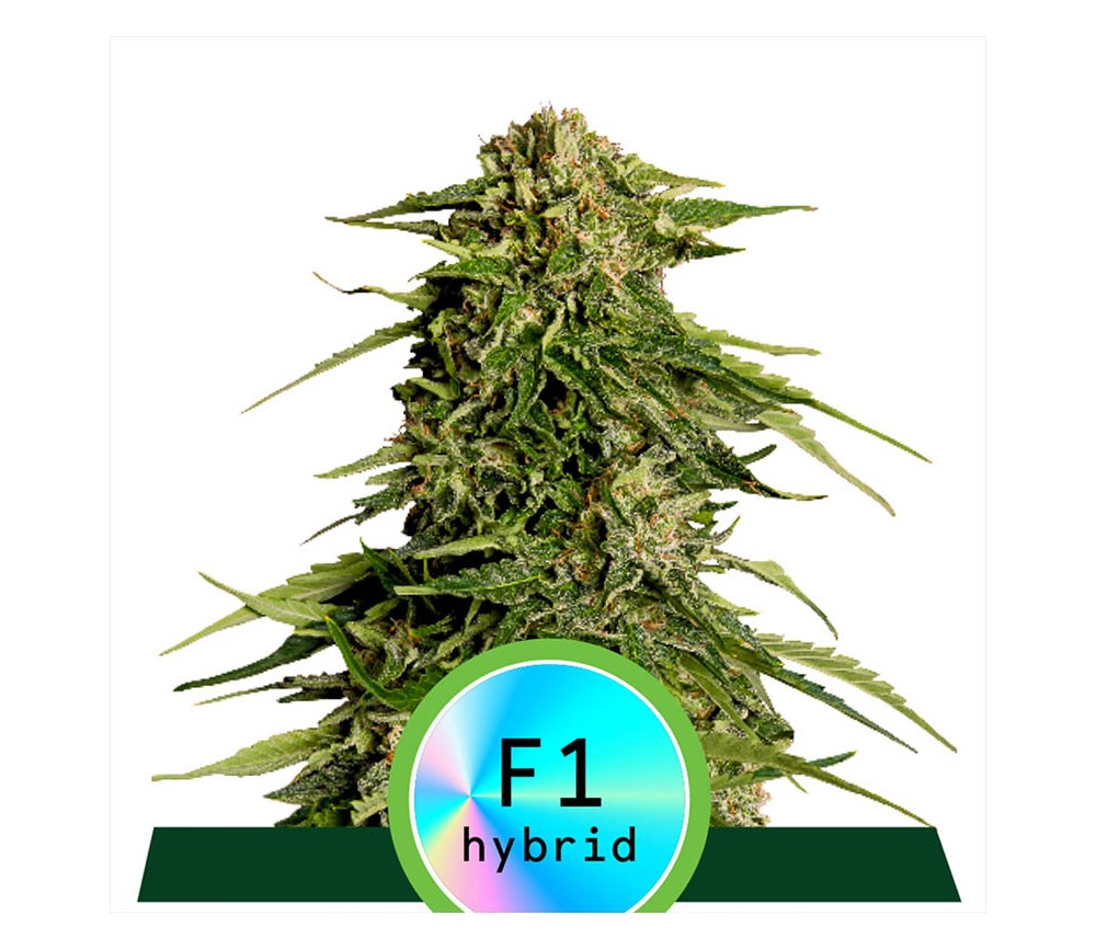 Epsilon F1 Auto by Royal Queen Seeds