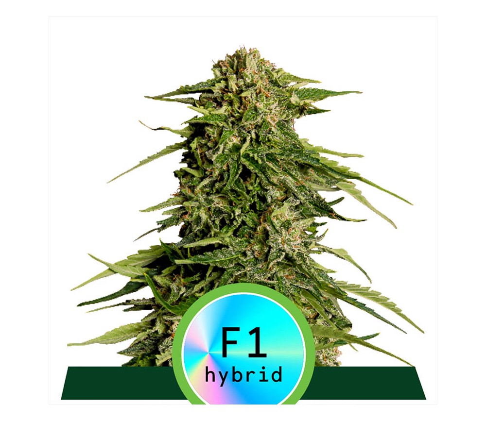 Epsilon F1 Auto von Royal Queen Seeds