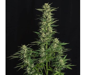 Epsilon F1 Auto from Royal Queen Seeds