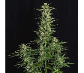 Epsilon F1 Auto de Royal Queen Seeds