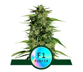 Hyperion F1 von Royal Queen Seeds