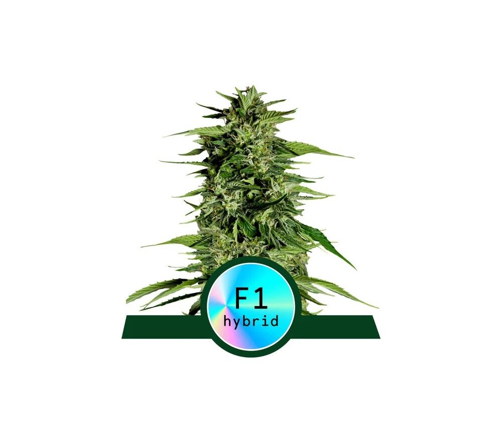 Hyperion F1 von Royal Queen Seeds