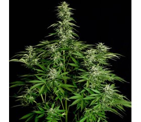 Hyperion F1 from Royal Queen Seeds