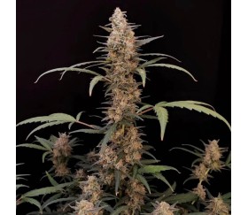 Original Auto Critical -  Fast Buds Seeds