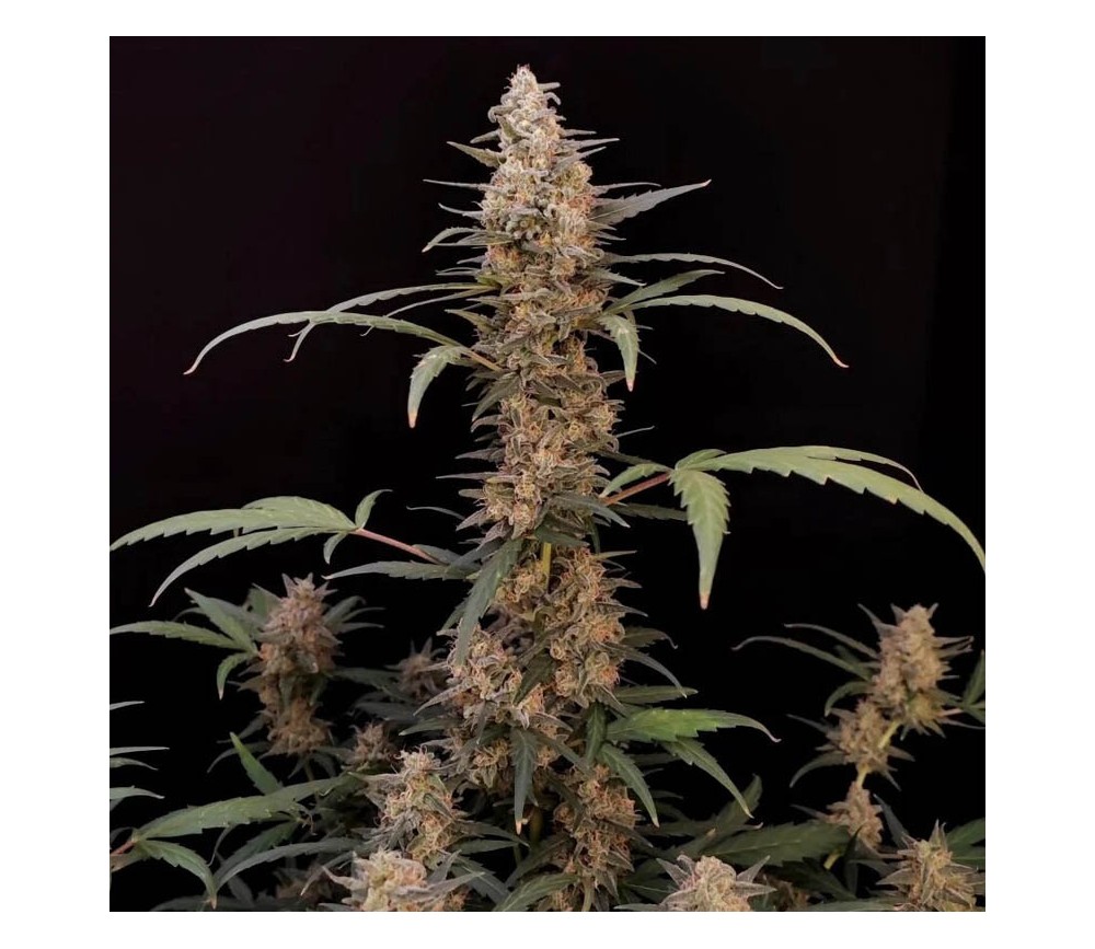 Original Auto Critical -  Fast Buds Seeds