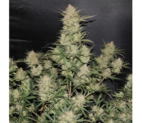 Original Auto OG Kush de Fast Buds Seeds