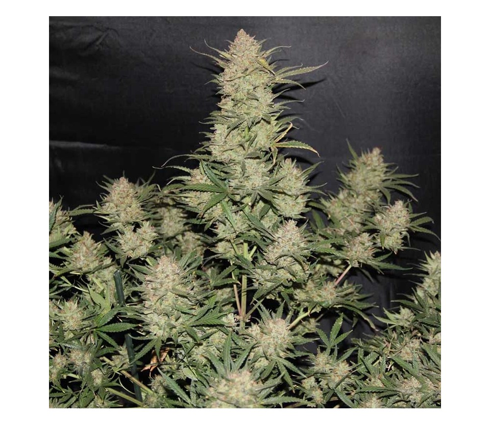 Original Auto OG Kush de Fast Buds Seeds