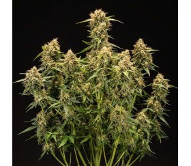 Medusa F1 Auto by Royal Queen Seeds