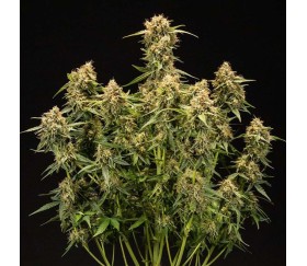 Medusa F1 Auto de Royal Queen Seeds