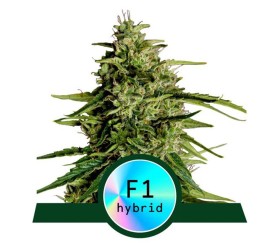 Milky Way F1 Auto de Royal Queen Seeds