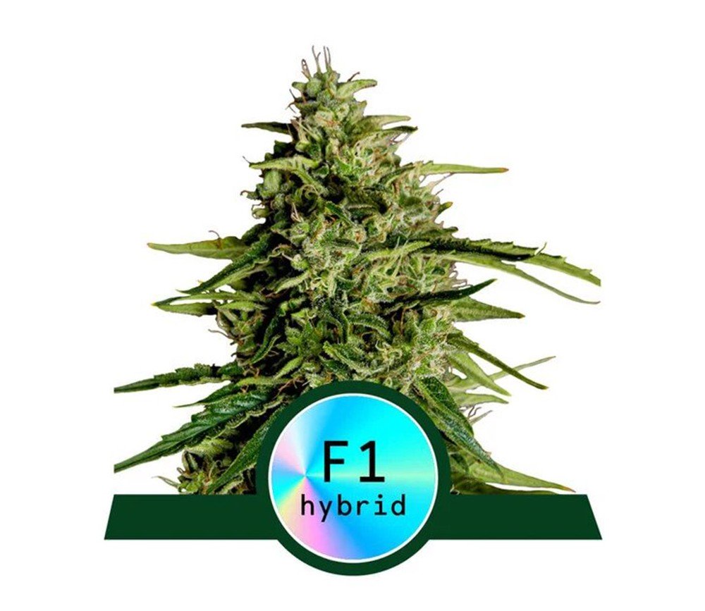 Milky Way F1 Auto von Royal Queen Seeds