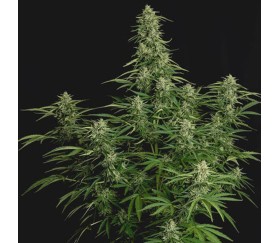 Milky Way F1 Auto by Royal Queen Seeds