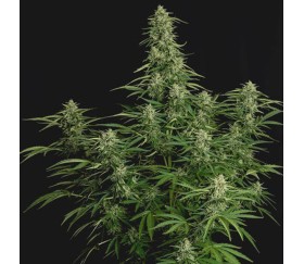 Milky Way F1 Auto von Royal Queen Seeds