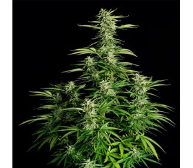 Orion F1 Auto von Royal Queen Seeds