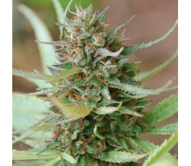 Strawberry Blue Early Harvest -  World of Seeds
