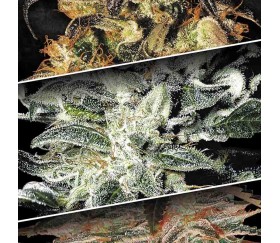 Indica Champions Pack de Paradise Seeds