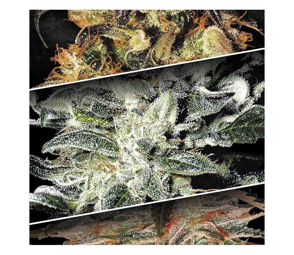 Indica Champions Pack de Paradise Seeds