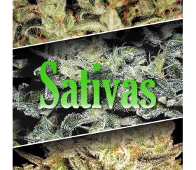 Sativa champions pack de Paradise Seeds