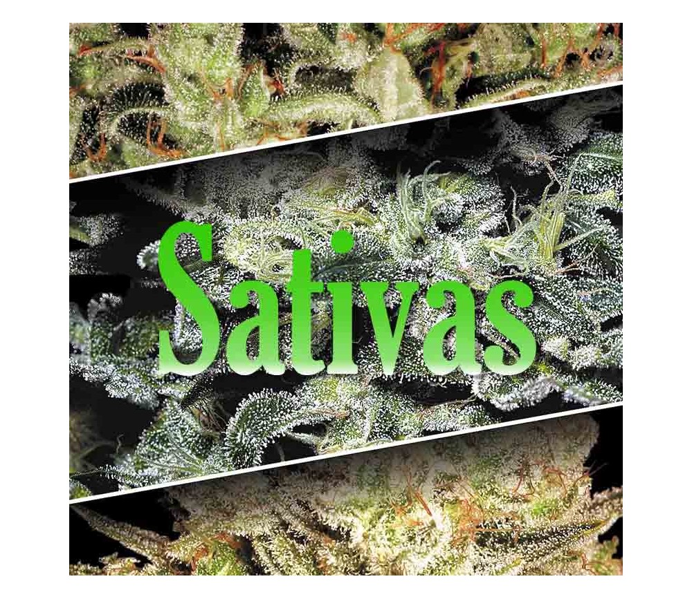 Sativa champions pack de Paradise Seeds