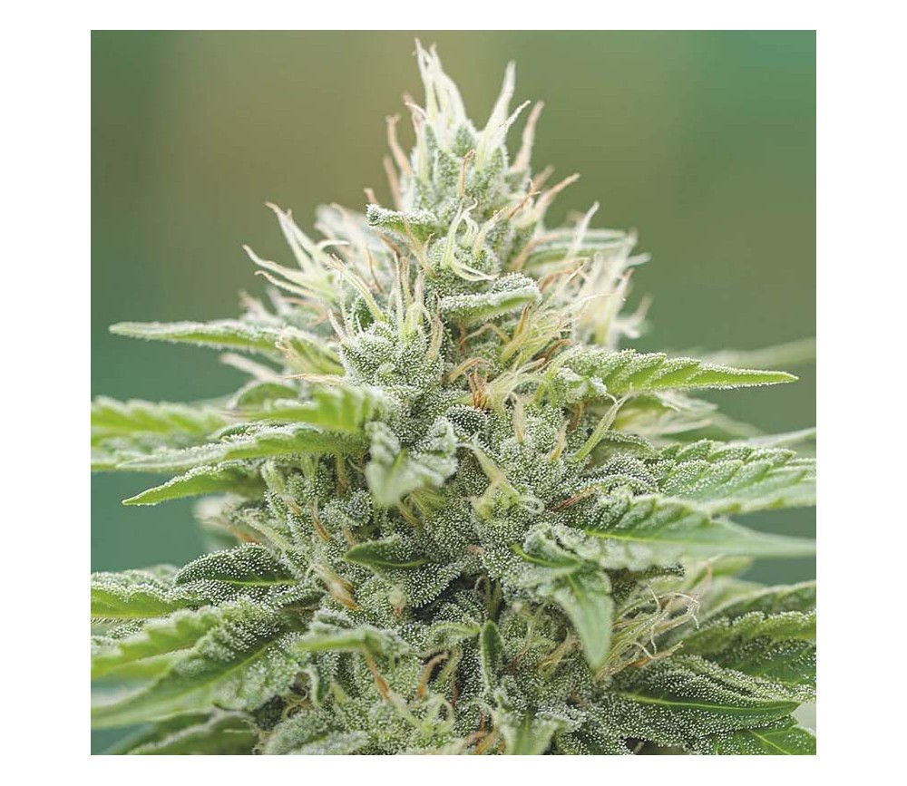 Eboshi CBG de Medical Seeds