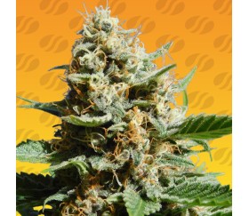 Kush Mintz Fast de Original Sensible Seeds