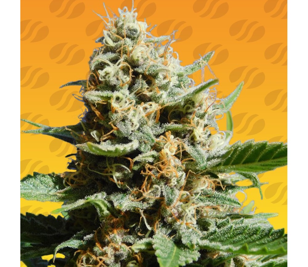 Kush Mintz Fast de Original Sensible Seeds