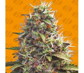 Pellezino Cookies de Original Sensible Seeds