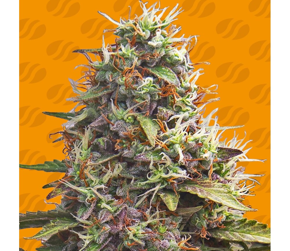 Pellezino Cookies de Original Sensible Seeds