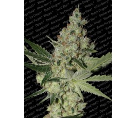 Acid de Paradise Seeds