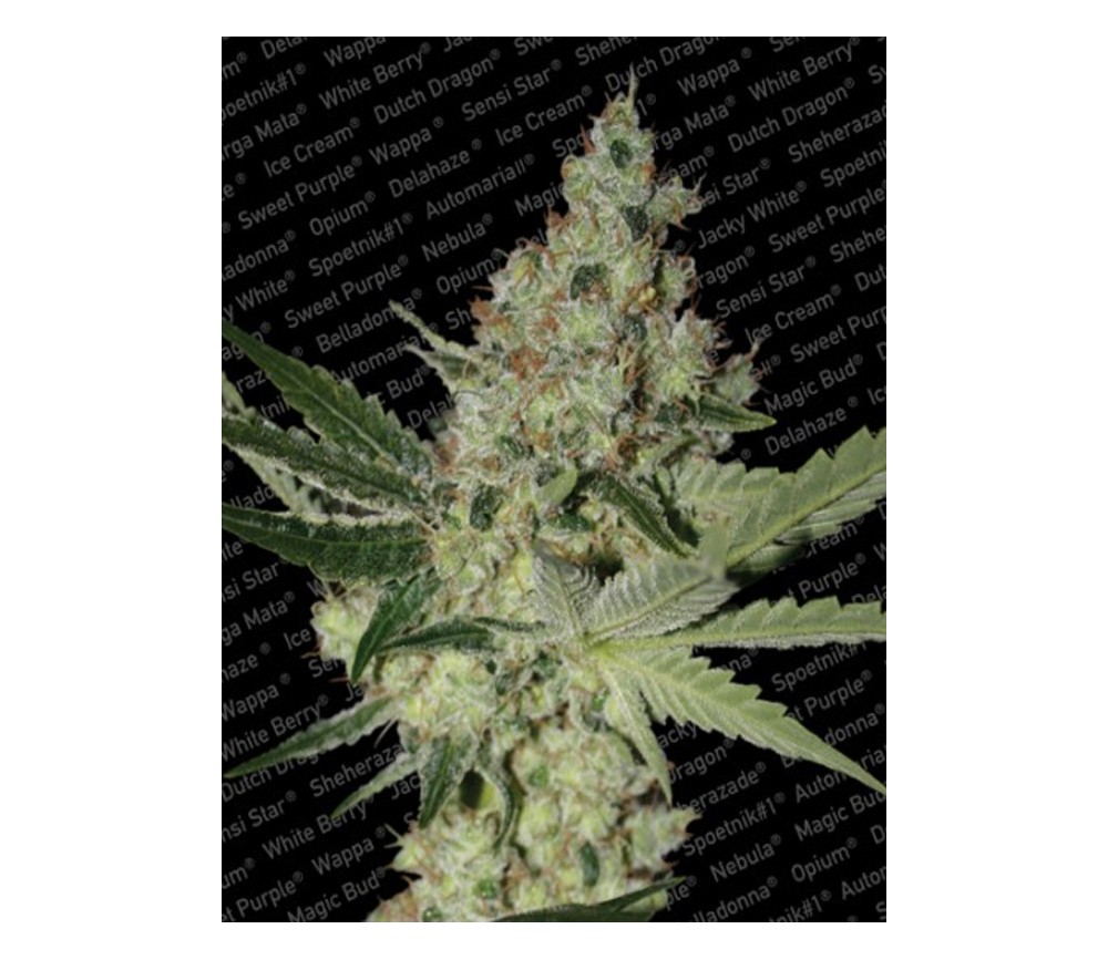 Acid de Paradise Seeds