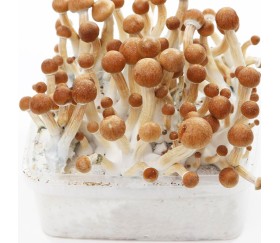 Kit de culture Champignons McKennaii