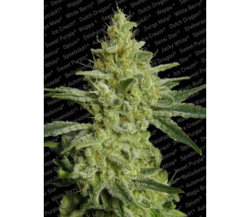 Allkush de Paradise Seeds