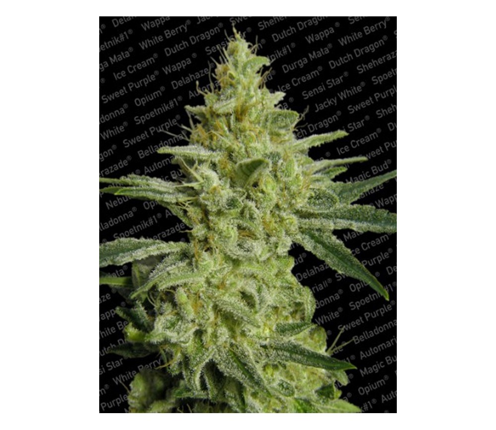 Allkush de Paradise Seeds